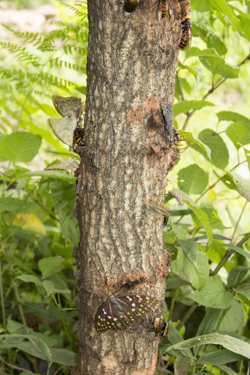 樹液に集まる昆虫たち | 写真館 | OBINA MODE（オビナモード）帯那地域